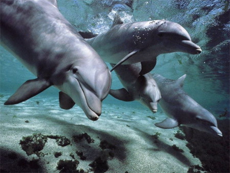 A bottlenose dolphin