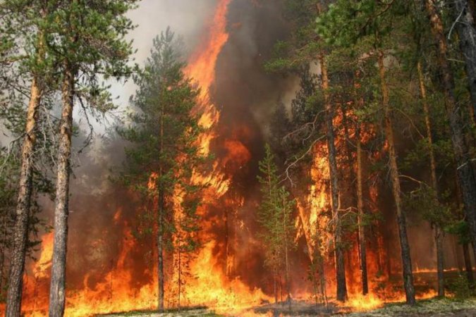 Forest fire Forest fire